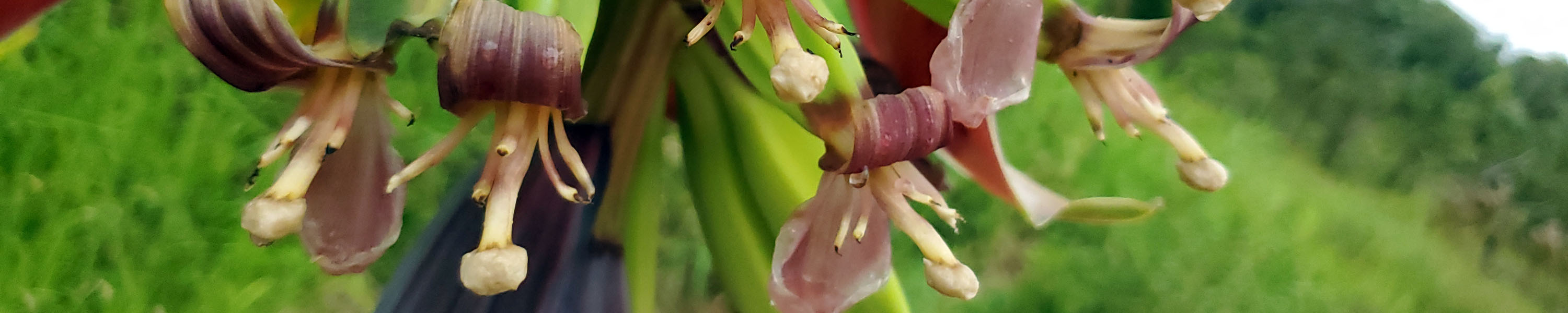 Gold Moon bananas blossoming in the food forest
