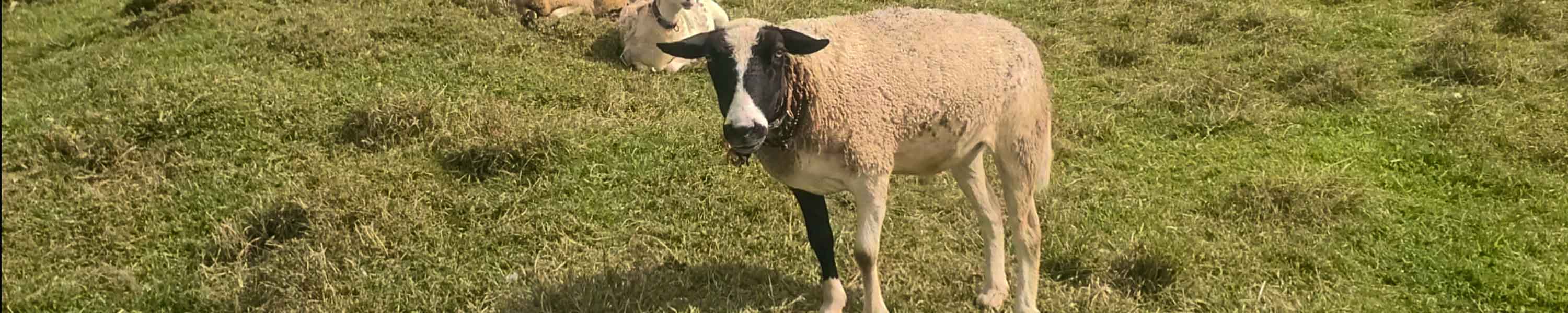 Caleb, just moments before running to us for some food