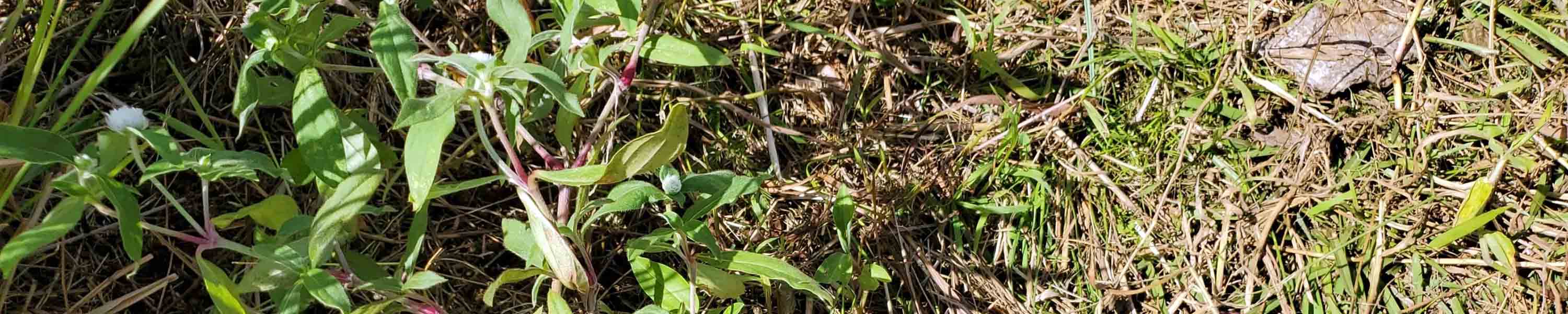 Common Globe Amaranth