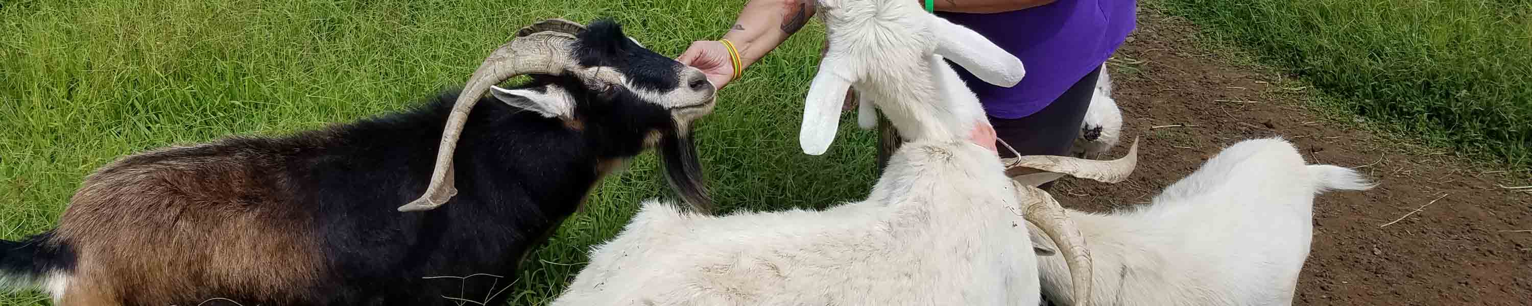 Give does bucks!
