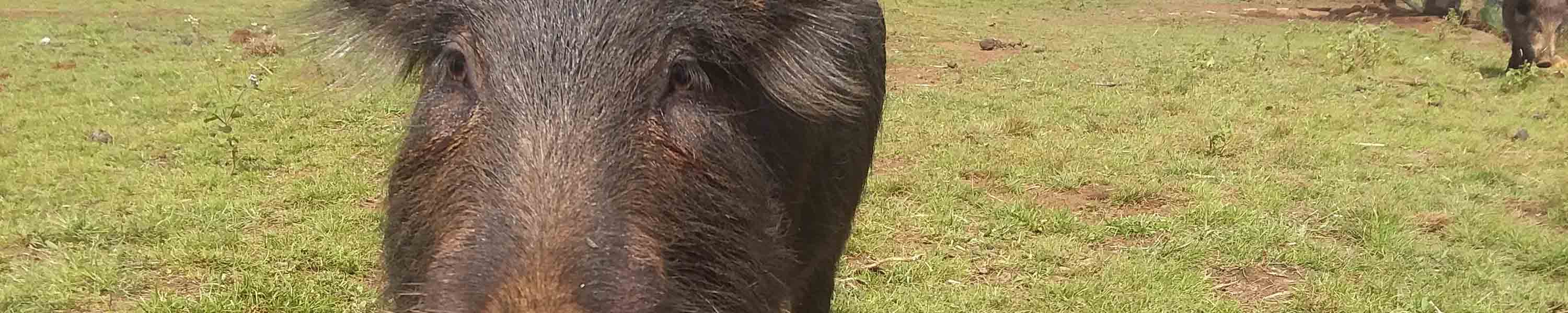 Fay running over for some cuddles