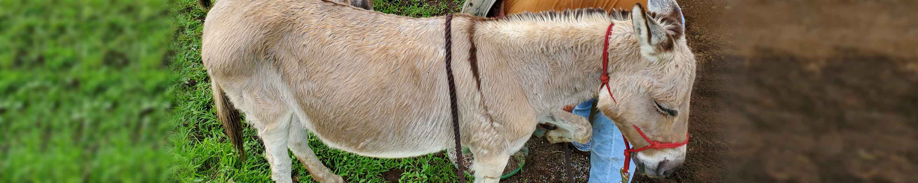 Flo getting her hooves trimmed