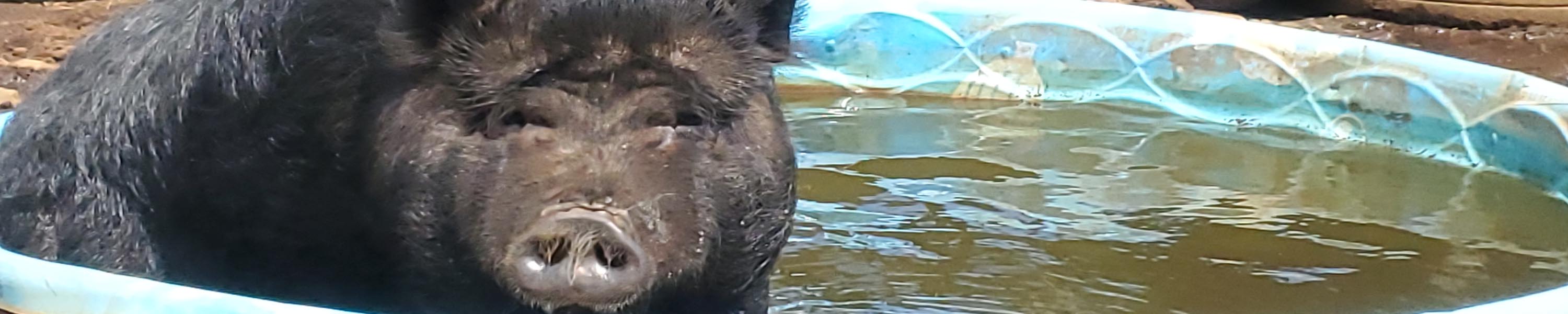 Lilo cooling off in the paddle pool