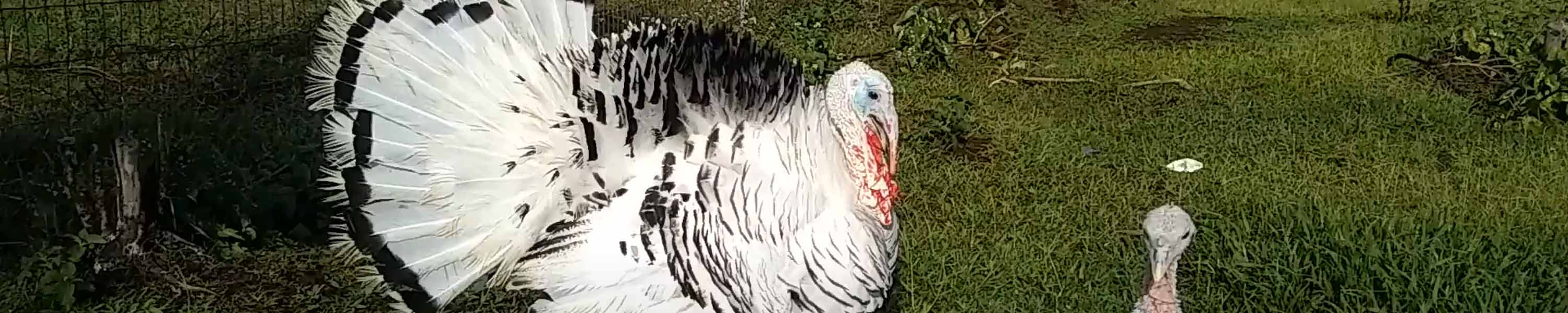 Milo trying to impress Venus