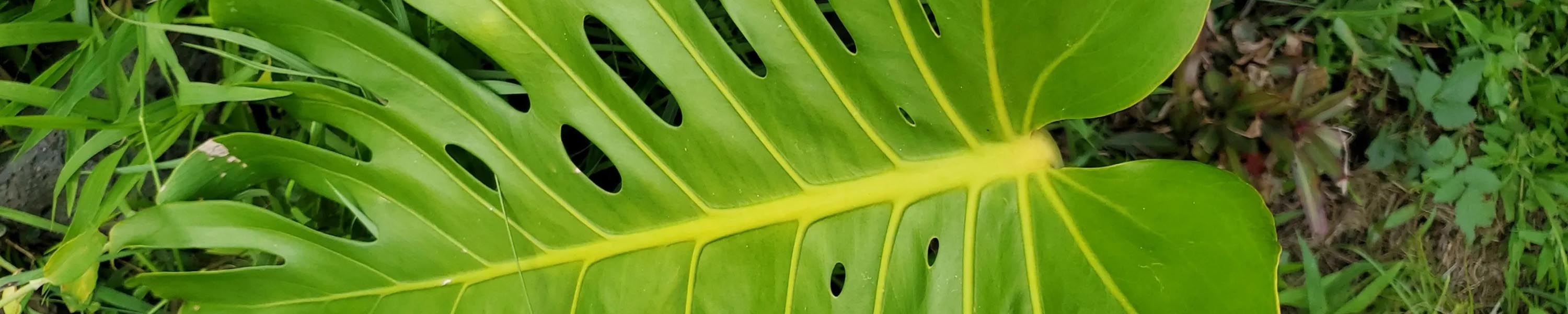 Monstera