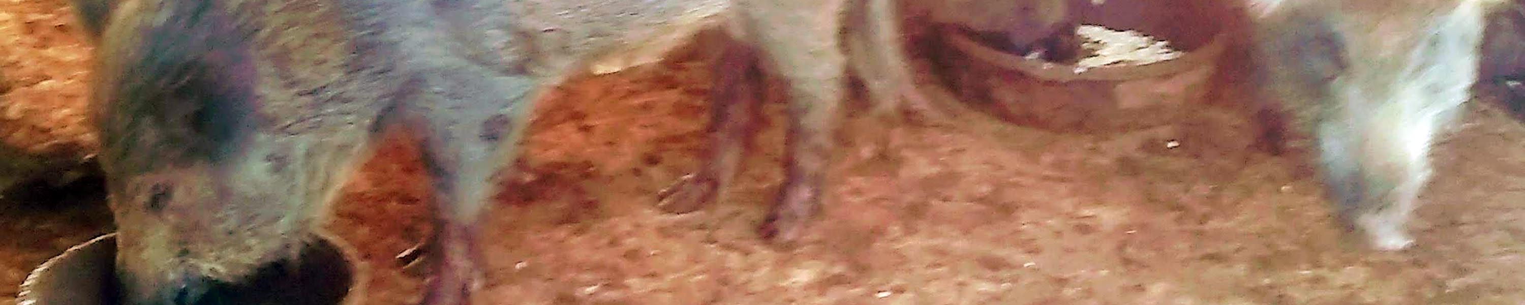 Ole eating his dinner with the other wild boar