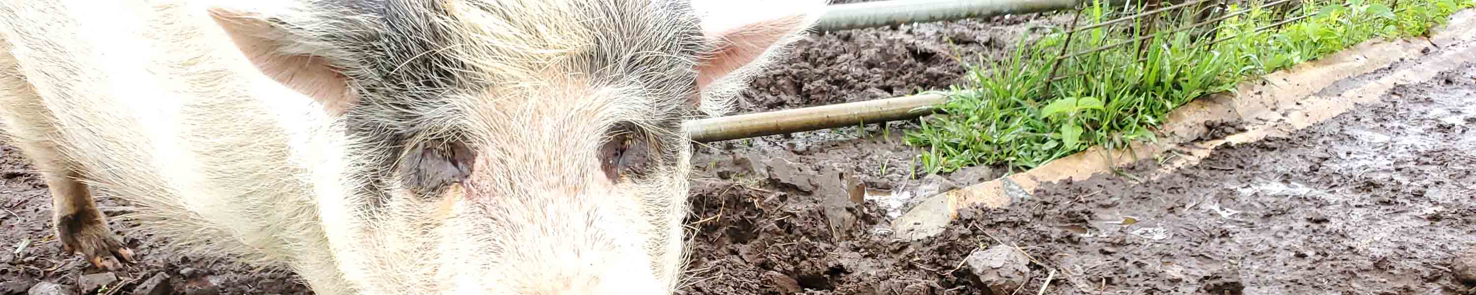 Stitch coming for food