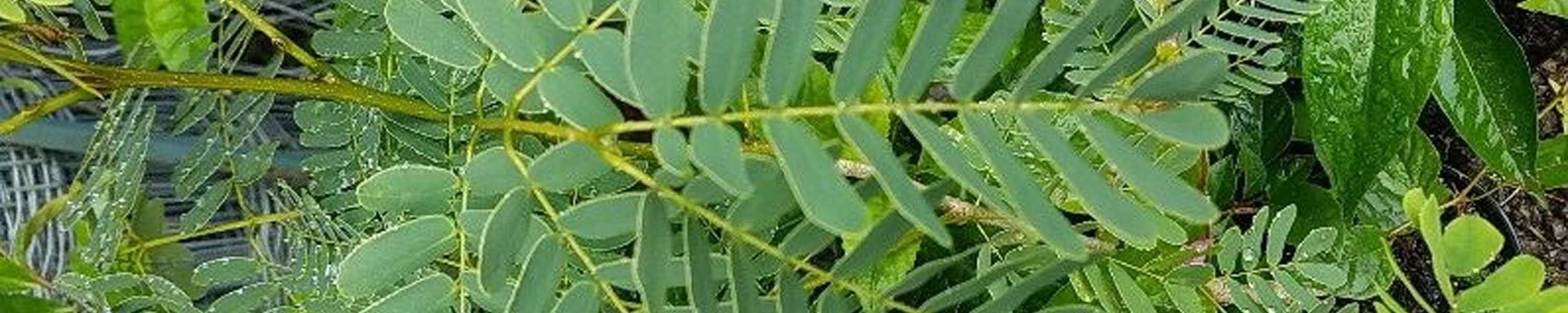 White Tamarind
