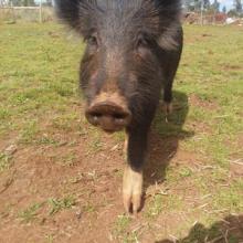 Fay running over for some cuddles