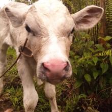 First time roping Kaukani