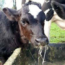 Lahi'a learning to eat alfalfa